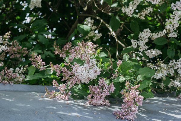 How Do UK Garden Design Trends Evolve Over the Seasons?